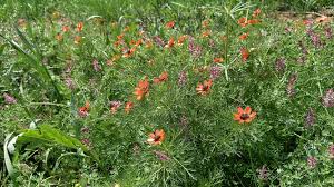 Image result for Adonis aestivalis