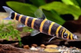 Attēlu rezultāti vaicājumam “Inonotus leporinus”