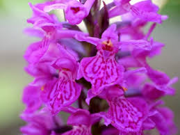 Attēlu rezultāti vaicājumam “Dactylorhiza russowii flower”