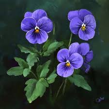 Attēlu rezultāti vaicājumam “Viola odorata leaf”