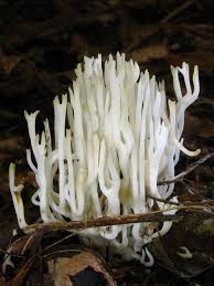 Attēlu rezultāti vaicājumam “Ramariopsis kunzei”