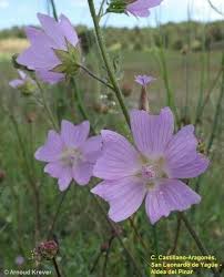 Image result for Malva alcea