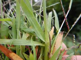 Attēlu rezultāti vaicājumam “Digitaria ischaemum leaf”
