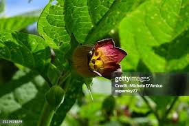 Image result for beladona