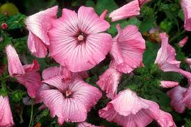 Image result for Lavatera trimestris