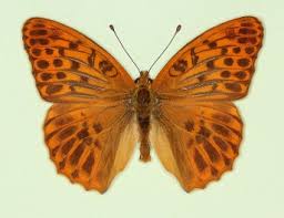 Attēlu rezultāti vaicājumam “Argynnis paphia female”
