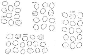 Attēlu rezultāti vaicājumam “Dentipellis fragilis”