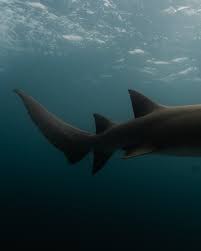 Image result for Nebrius ferrugineus