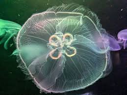 Attēlu rezultāti vaicājumam “Aurelia aurita”