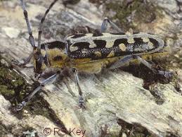 Attēlu rezultāti vaicājumam “Saperda scalaris”