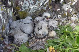 Attēlu rezultāti vaicājumam “Buteo buteo nest”