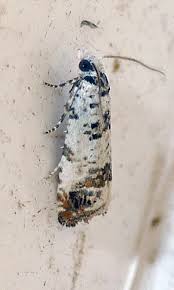 Attēlu rezultāti vaicājumam “Cochylis dubitana”