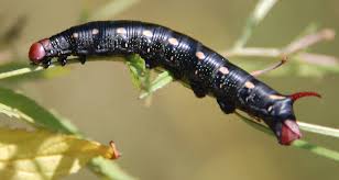 Attēlu rezultāti vaicājumam “Hyles gallii larva”