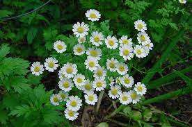 Image result for Tanacetum parthenium