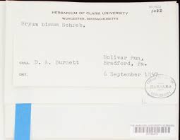 Attēlu rezultāti vaicājumam “Bryum bimum”