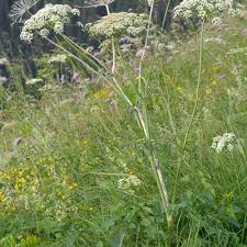 Attēlu rezultāti vaicājumam “Laserpitium latifolium leaf”