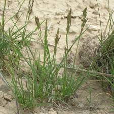 Attēlu rezultāti vaicājumam “Poa remota bud”