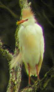 Attēlu rezultāti vaicājumam “Bubulcus ibis”