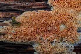 Attēlu rezultāti vaicājumam “Ceriporia purpurea”