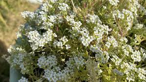 Attēlu rezultāti vaicājumam “Trichia alpina young”