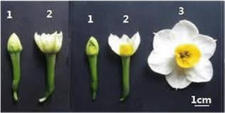 Attēlu rezultāti vaicājumam “Narcissus bud”