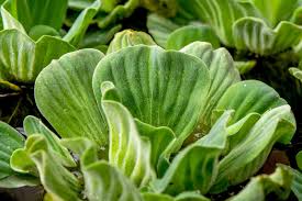 Attēlu rezultāti vaicājumam “Pistia stratiotes leaf”