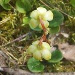 Attēlu rezultāti vaicājumam “Pyrola chlorantha flower”