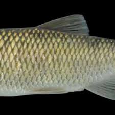 Image result for Squalius cephalus cavedanus