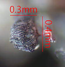 Attēlu rezultāti vaicājumam “Cribraria cancellata var. fusca”
