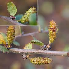 Attēlu rezultāti vaicājumam “Betula nana female flower”