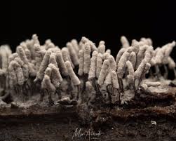 Attēlu rezultāti vaicājumam “Arcyria imperialis”