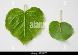 Attēlu rezultāti vaicājumam “Tilia platyphyllos subsp. cordifolia leaf”
