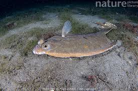 Image result for Limanda limanda