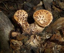 Attēlu rezultāti vaicājumam “Polyporus squamosus”