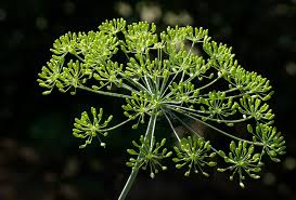 Attēlu rezultāti vaicājumam “Anethum graveolens flower”