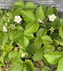 Attēlu rezultāti vaicājumam “Fragaria vesca”