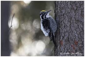 Attēlu rezultāti vaicājumam “Picoides tridactylus”
