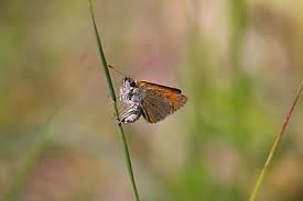 Attēlu rezultāti vaicājumam “Thymelicus sylvestris underside”
