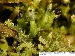 Attēlu rezultāti vaicājumam “Blepharostoma trichophyllum”