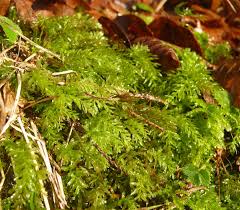 Attēlu rezultāti vaicājumam “Plagiomnium undulatum sporophyte”