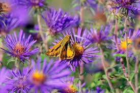 Image result for Aster novae-angliae