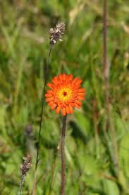 Attēlu rezultāti vaicājumam “Pilosella aurantiaca flower”