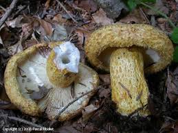 Attēlu rezultāti vaicājumam “Lactarius repraesentaneus”