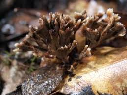 Attēlu rezultāti vaicājumam “Thelephora palmata”