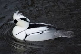 Attēlu rezultāti vaicājumam “Mergus albellus”