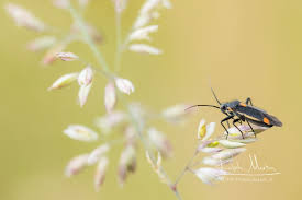 Attēlu rezultāti vaicājumam “Capsodes gothicus imago”