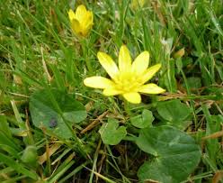 Attēlu rezultāti vaicājumam “Ficaria verna leaf”