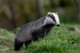 Attēlu rezultāti vaicājumam “Meles meles”