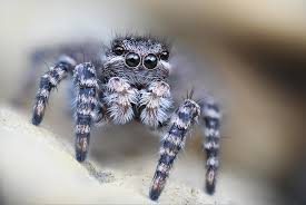 Attēlu rezultāti vaicājumam “Aelurillus v-insignitus”