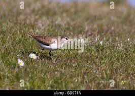 Attēlu rezultāti vaicājumam “Actitis hypoleucos adult”